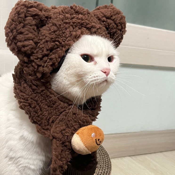  고양이 뭉치의 다이소 곰돌이 모자 후기