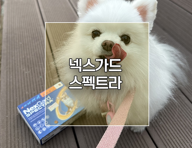  넥스가드 스펙트라 주기 파는곳 간편한 강아지구충제