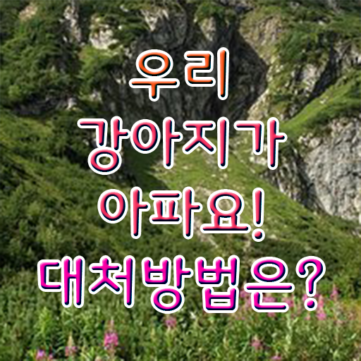  강아지열날때 대처방법 핵심 정보 .
