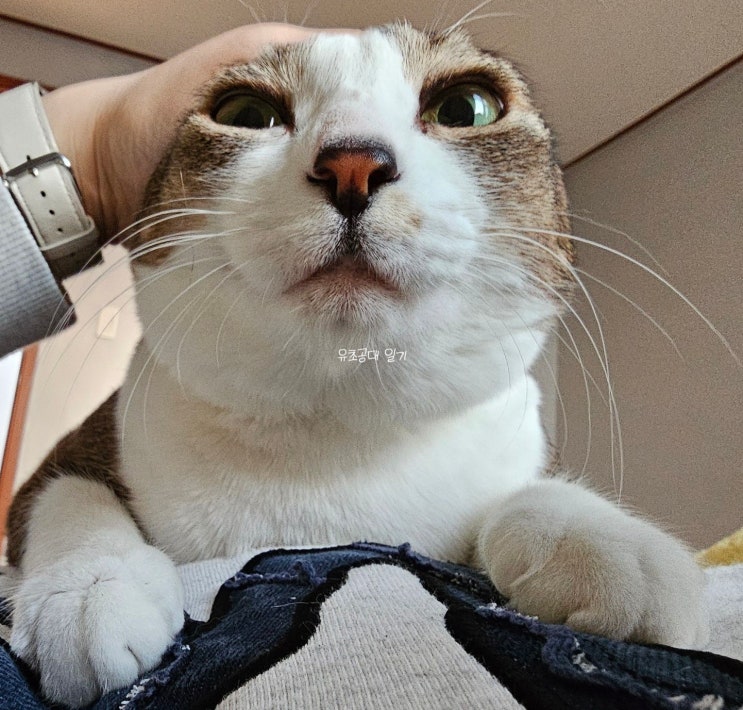  [고우넷치과] 앞니...내 앞니에 가짜이빨 붙이기..?