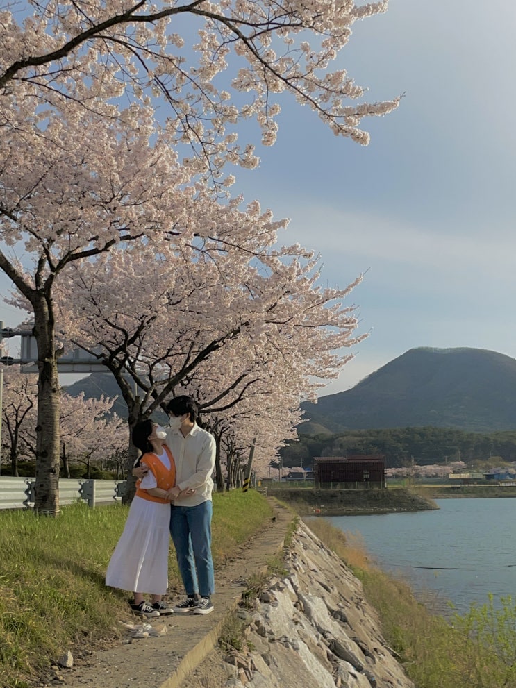  광주사람 99%는 모르는 광주근교 벚꽃명소/영광 불갑테마공원