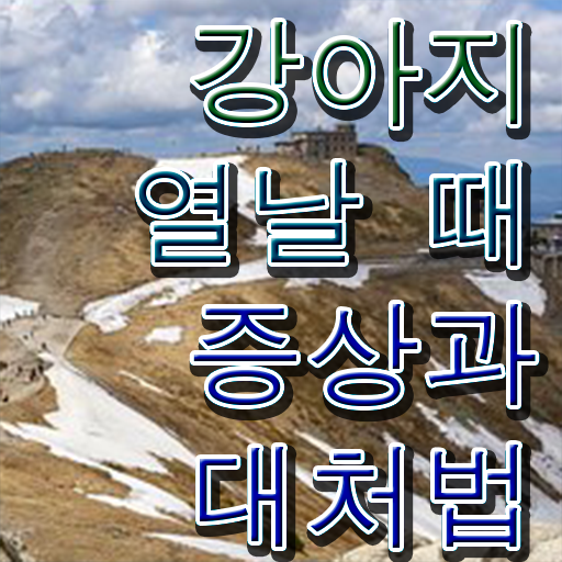  강아지 열날때 증상 대처방법 알려드릴게요 !