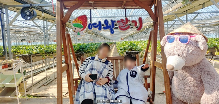  대구  고령딸기체험 여왕 딸기 체험 후기