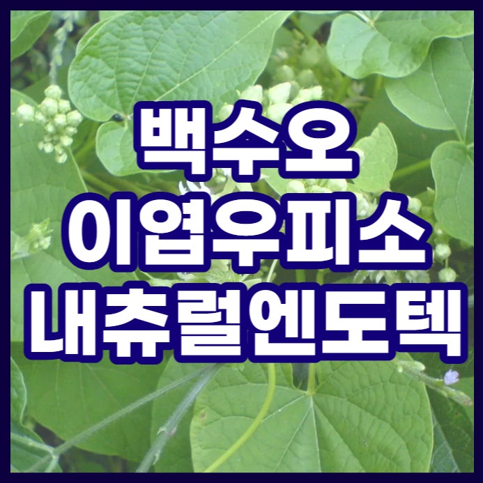  백수오 효능과 이엽우피소 그리고 내츄럴엔도텍