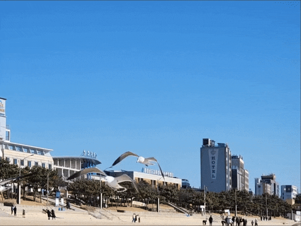  대천해수욕장 겨울바다 1박2일 맛집 투어 _ 제일해물칼국수, 삼선조개카페, 보령 성지