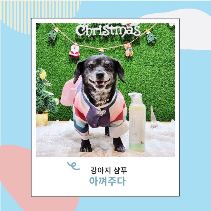 강아지 샴푸 아껴주다 발바닥 발사탕 습진 애견샴푸 추천 강아지 샴푸 아껴주다 발바닥 발사탕 습진 애견샴푸 추천