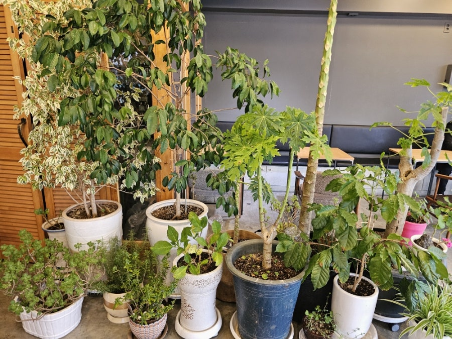 모베러에스프레소 사진 5