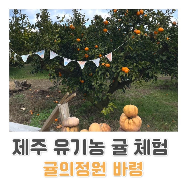  [제주] 제주 귤 따기 체험 / 제주 유기농 귤 체험 | 무한 시식 가능한 귤의 정원 바령 