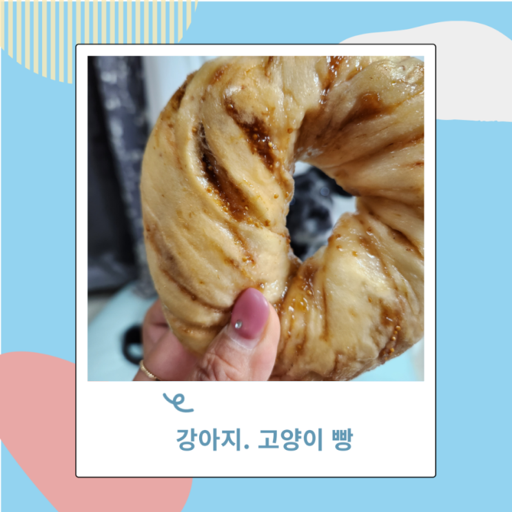 강아지 고양이 빵, 식빵, 밀가루 급여하면 안되는 이유 강아지 고양이 빵, 식빵, 밀가루 급여하면 안되는 이유