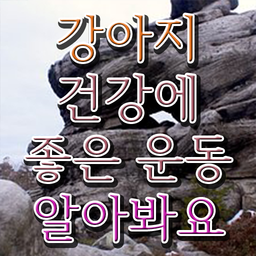  반려견운동지도사 자격증 1급 진로 정보 이모저모 !!!