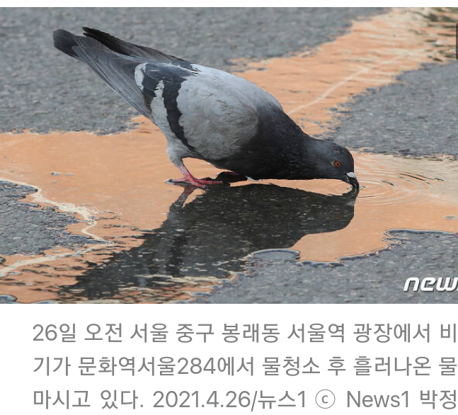 <b>중국</b> 스파이의심 <b>비둘기</b> 인도에서 구금 8개월만에 풀려나