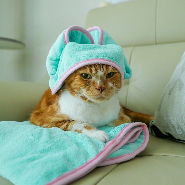  고양이 강아지 목욕 수건 흡수력 좋은 로이코 초극세사 펫타올