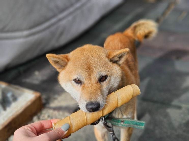  오래먹는 강아지간식 밀키츄 후기 어린강아지부터 노견도 잘 먹어요
