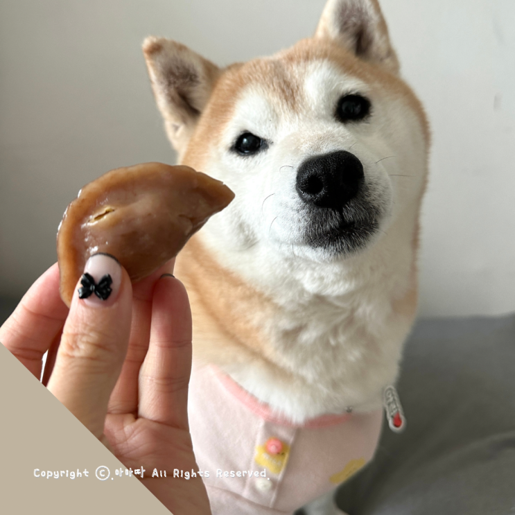  일산 수제간식 원데이클래스 강아지만두 만들고 온 요니간식