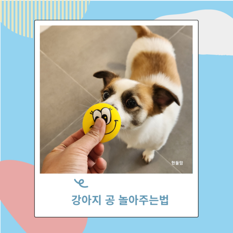 강아지 공 놀아주는법 만득이만 좋아하는 사월양 강아지 공 놀아주는법 만득이만 좋아하는 사월양