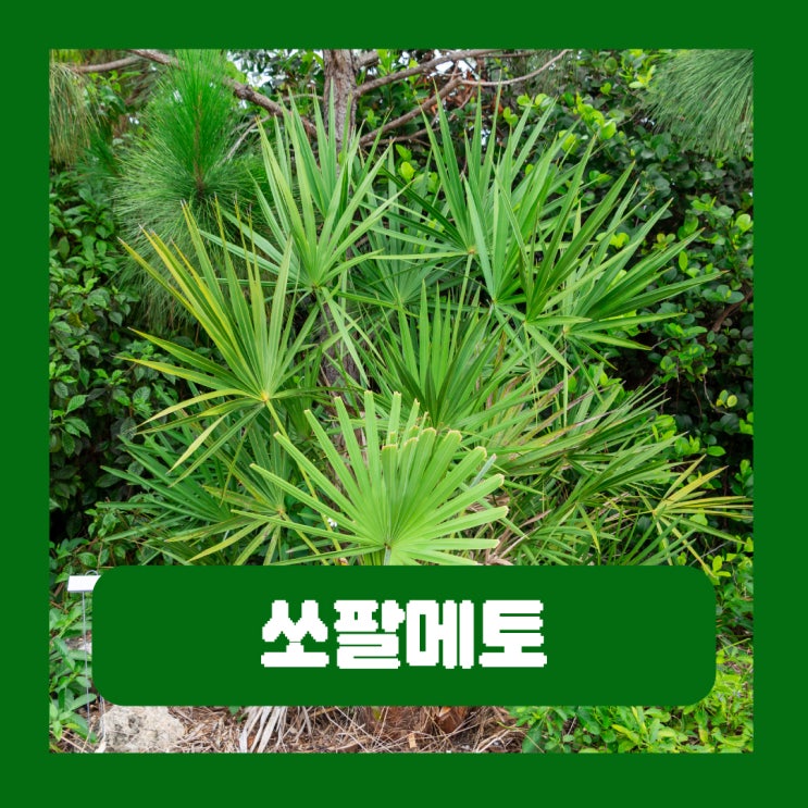  소팔메토 부작용 쏘팔메토 효능 전립선 영양제 성분