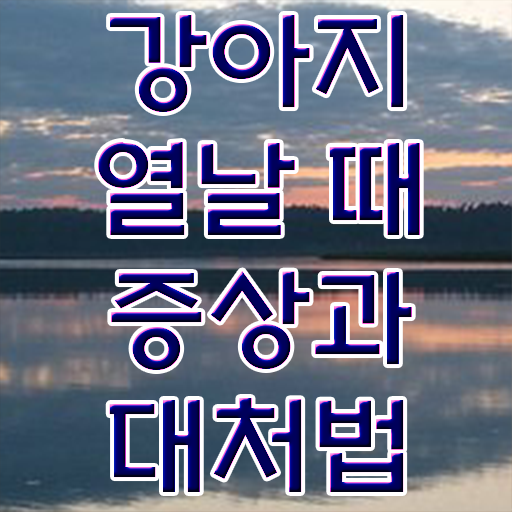  강아지열날때 대처법 콕콕 짚어드립니다 ?