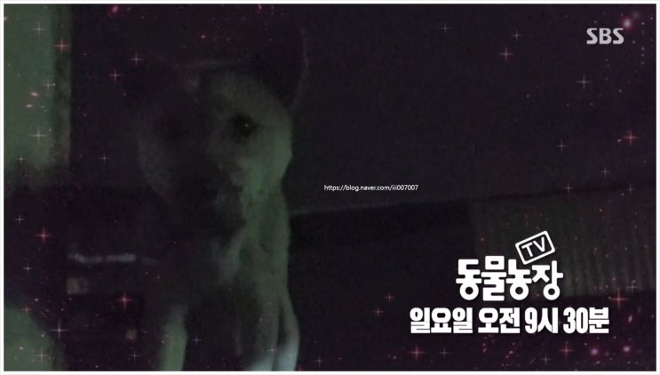  TV동물농장 1157회 독수리 물구나무 자세 짱아 한강 생물 보전연구센터 황대인 센터장 고압선 농약 중독 천연기념물 겨울 철새 SOS 서개 배껍이 까망이
