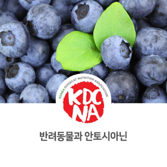  NO.1086 반려동물 안구 건강에 도움을 주는 안토시아닌