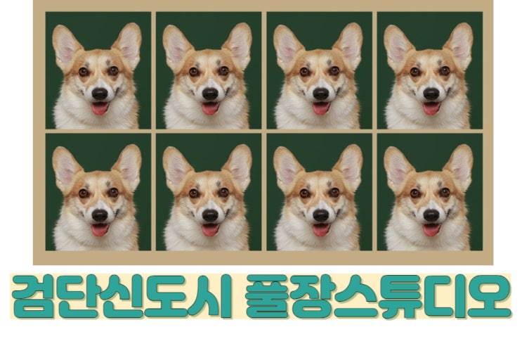  검단신도시 강아지 사진 찍을 수 있는 사진관 ‘풀장스튜디오’