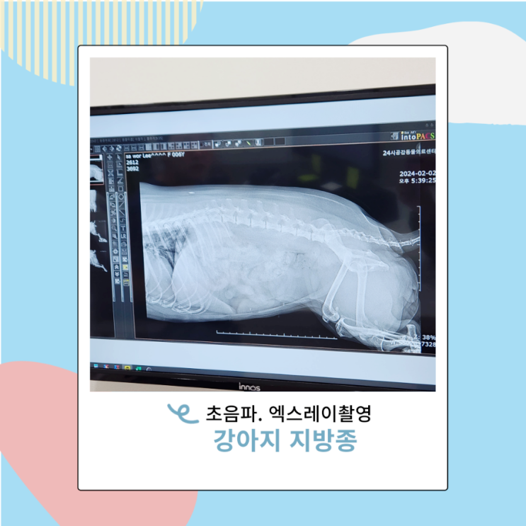 강아지 지방종 24시 동물병원 공감 초음파 엑스레이 촬영