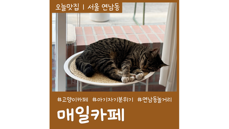 연남동놀거리 고양이 가득 홍대카페 매일카페