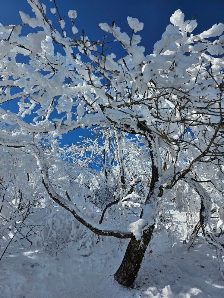  발왕산, 겨울 왕국, 눈꽃 세상