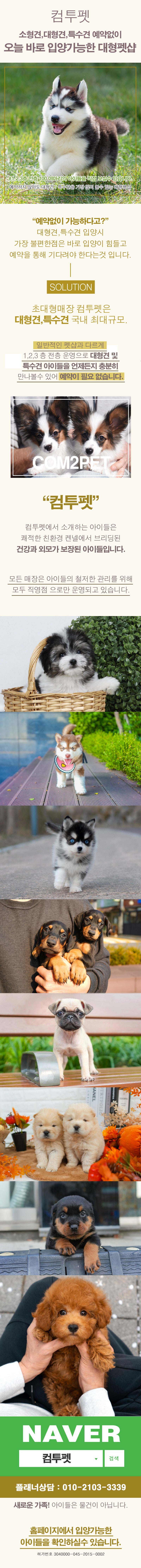 비글가격 귀여운 강아지 종류 이미지 더 많은 사랑을 주는 반려동물 : 네이버 블로그, image size:800x8893