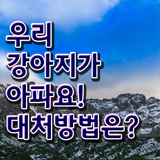  강아지 열날때 증상 대처방법 정보 가득 !!!