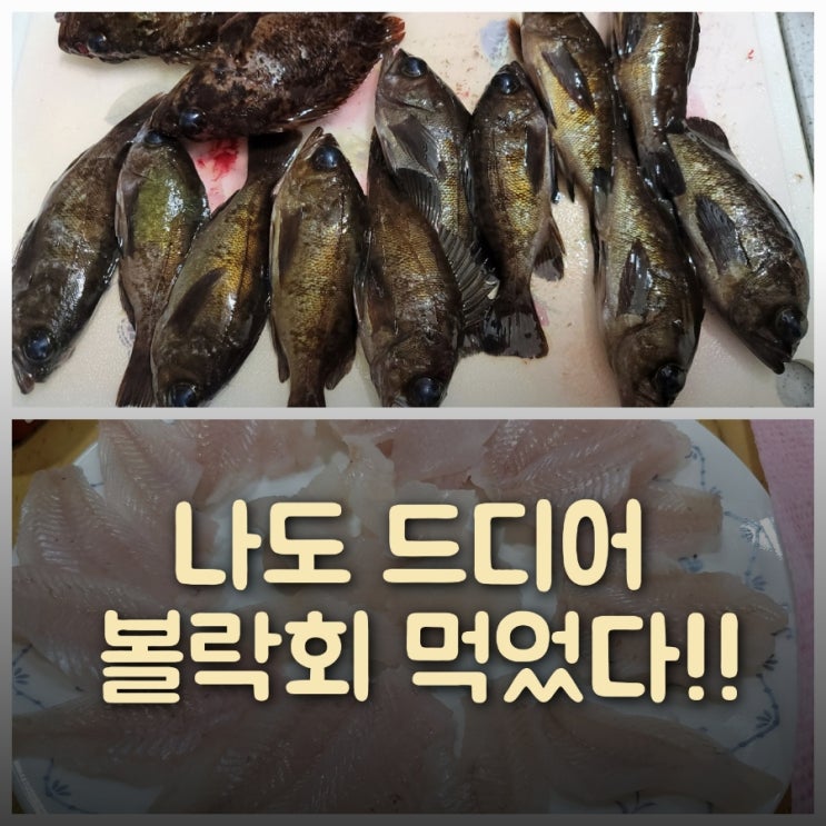 겨울낚시 볼락 드디어 맛보다 영덕 축산항 대진항 포인트 공개
