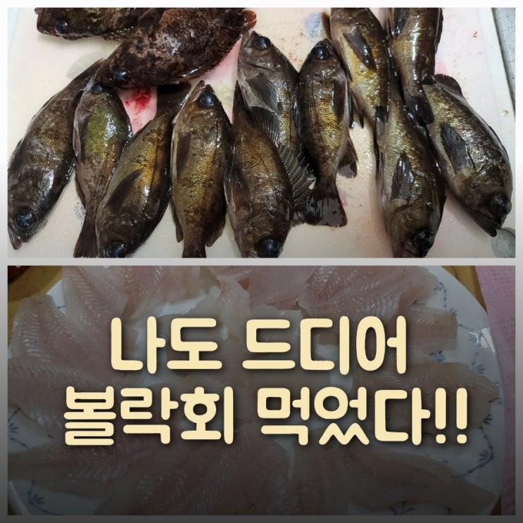  겨울낚시 볼락 드디어 맛보다 영덕 축산항 대진항 포인트 공개