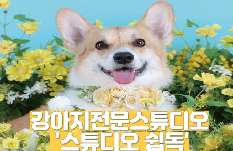  검단신도시 강아지 사진 전문관 ‘스튜디오 쉽독’