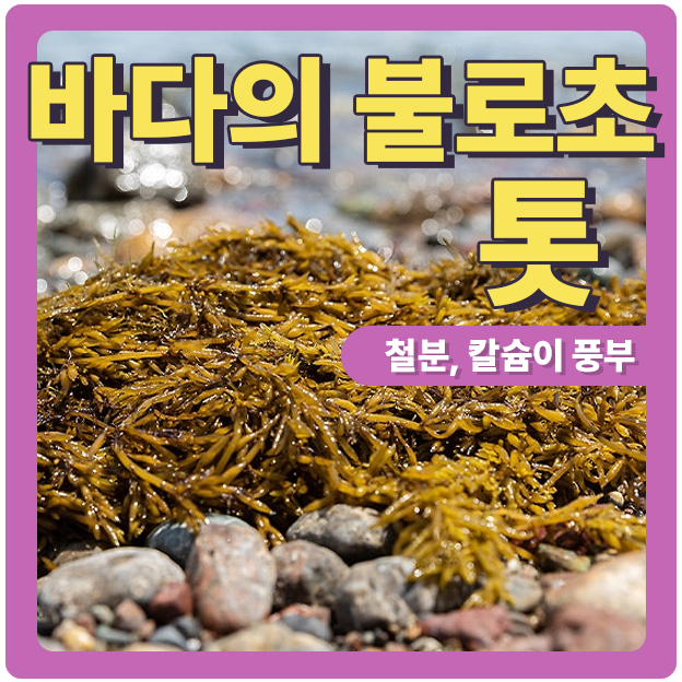  갱년기 최고 식품 "바다의 불로초" 톳