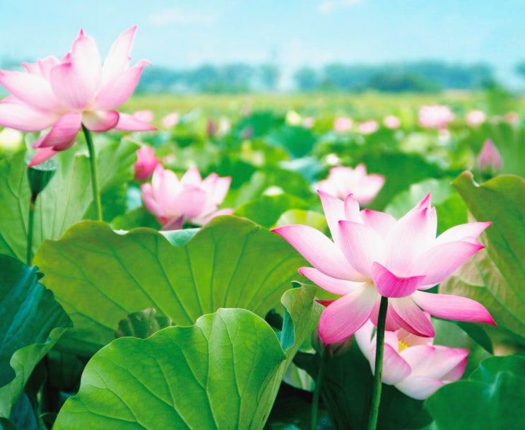  연꽃 꽃말과 연꽃 종류, 풍수 알아보기
