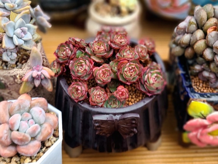  반려식물 다육이 엘샤, 홍포도, 홍옥, 레드베리, 레드벨벳