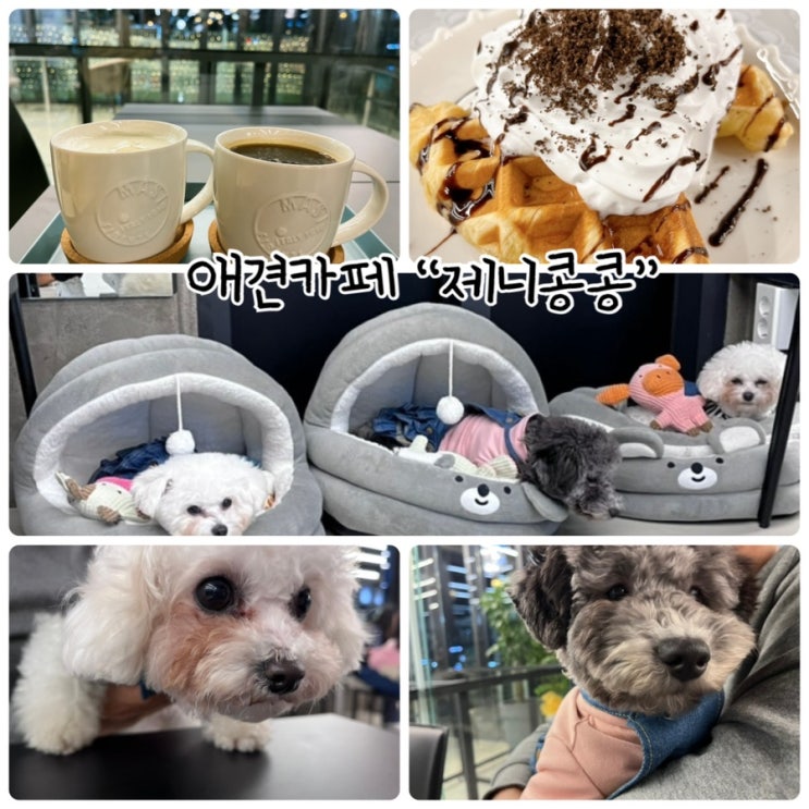  비숑, 푸들 전문 미용실로 놀이방과 미용까지 가능한 반곡동 애견카페 "제니콩콩"