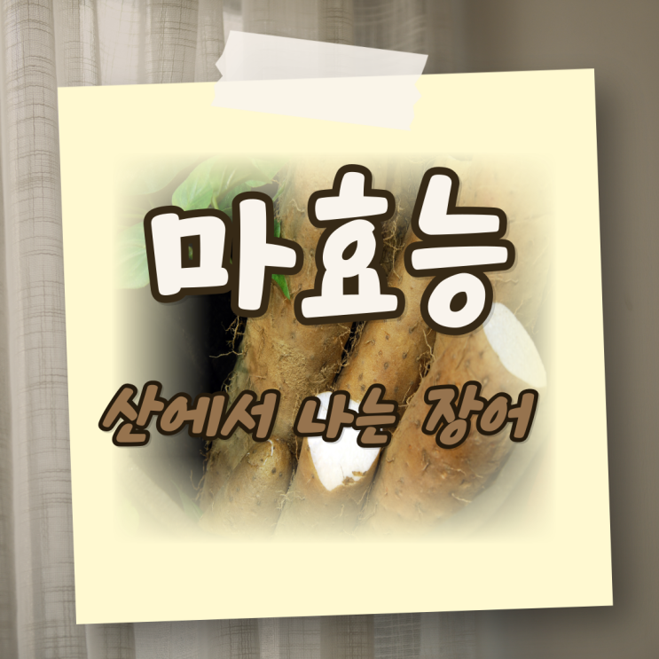 마 생마 마즙 효능 뮤신 자양강장