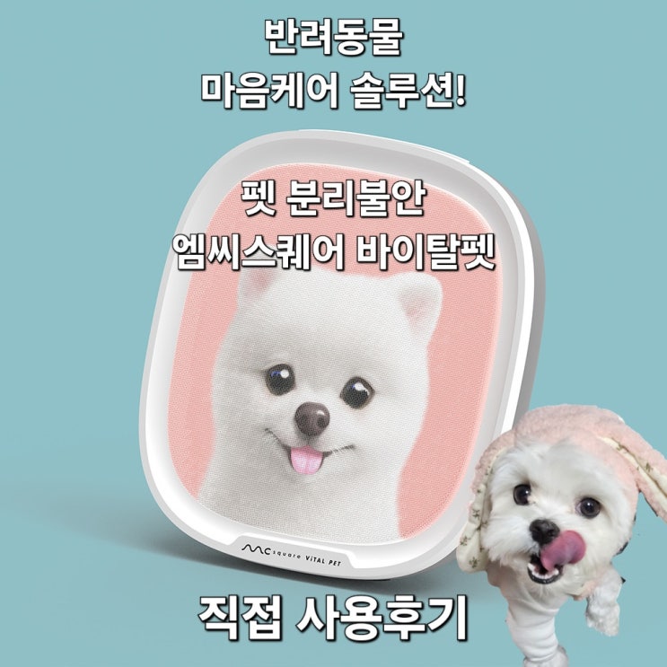  [바이탈펫] 분리불안 심한 강아지 엠씨스퀘어 사용 후기
