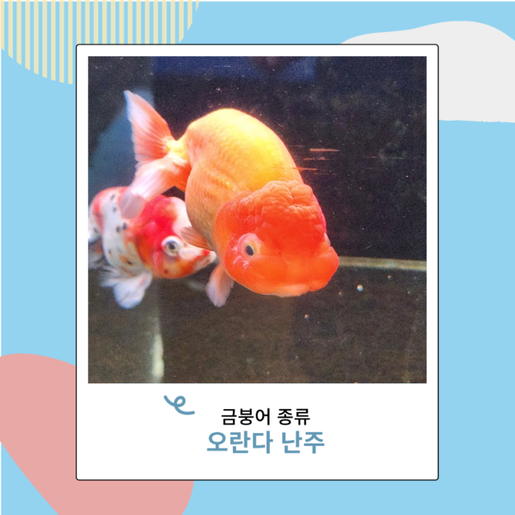 아름다운 금붕어 종류 오란다 난주 차이점 금붕어알 아름다운 금붕어 종류 오란다 난주 차이점 금붕어알