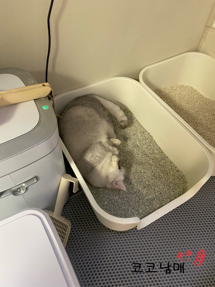  넬로 감자동산 - 소디움 벤토나이트 고양이 모래 / 고양이가 좋아하는 모래