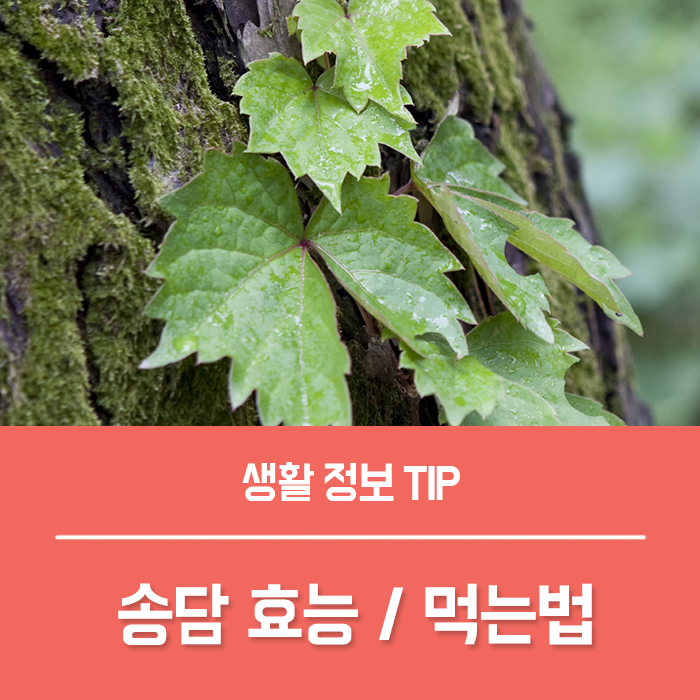  송담효능 부작용, 소나무 담쟁이 넝쿨 송담차 송담주 먹는법?