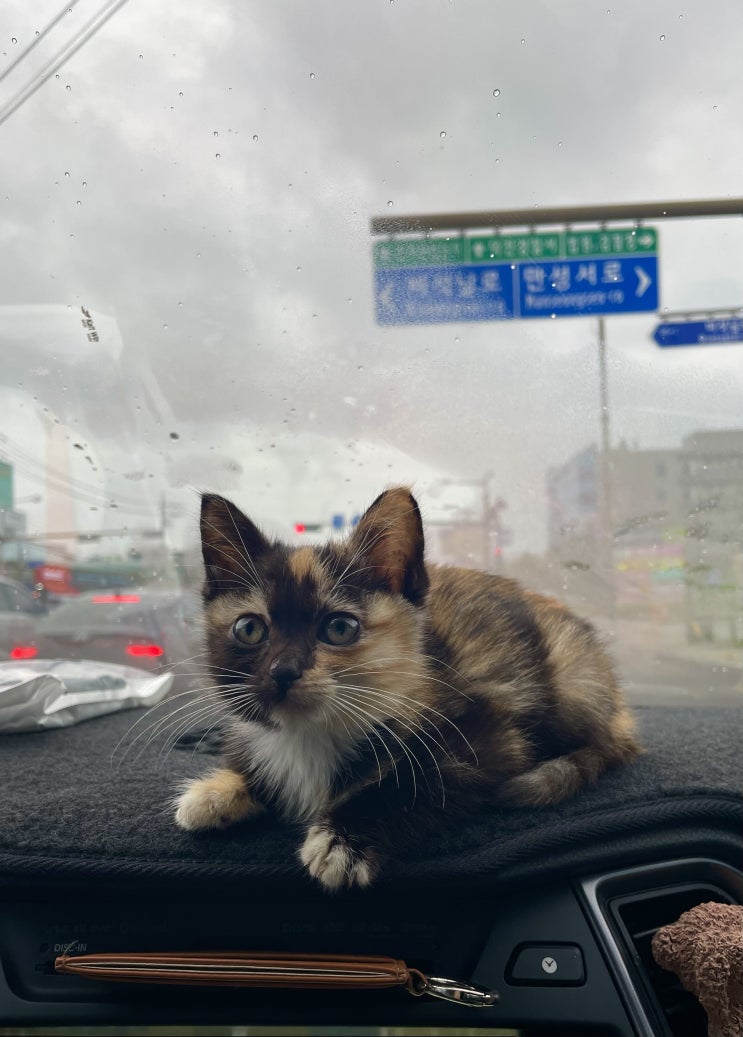  사랑스런 아기냥이 비비