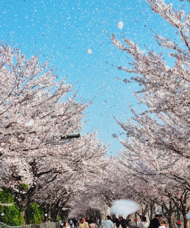  2024 벚꽃 개화시기와 벚꽃명소 알아보기