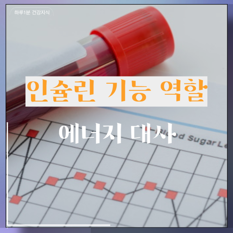  인슐린 기능 역할 : 호르몬과 에너지 대사