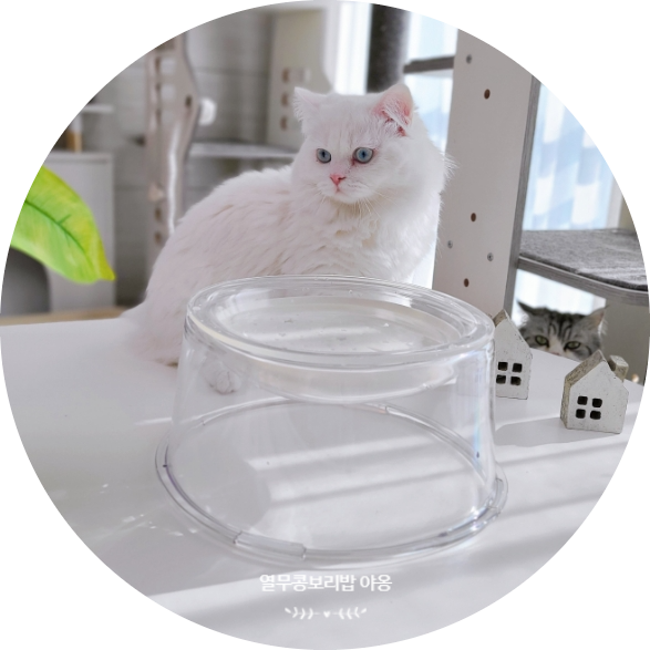 고양이 물그릇 추천 나응식 수의사가 만든 냥쌤 대형 수반으로 음수량 높이기
