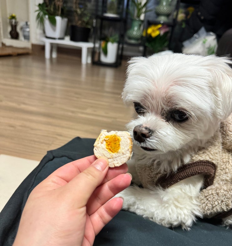  강아지 닭가슴살 수제간식 만들기