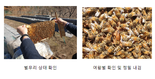 봄철 월동 꿀벌 폐사 줄이려면, 꿀벌응애류 방제 필수 봄철 월동 꿀벌 폐사 줄이려면, 꿀벌응애류 방제 필수