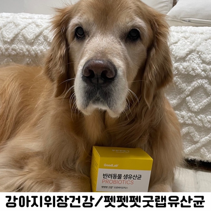 강아지 설사에 좋은 강아지 유산균 추천 펫펫펫 굿랩 프로바이오틱스!!