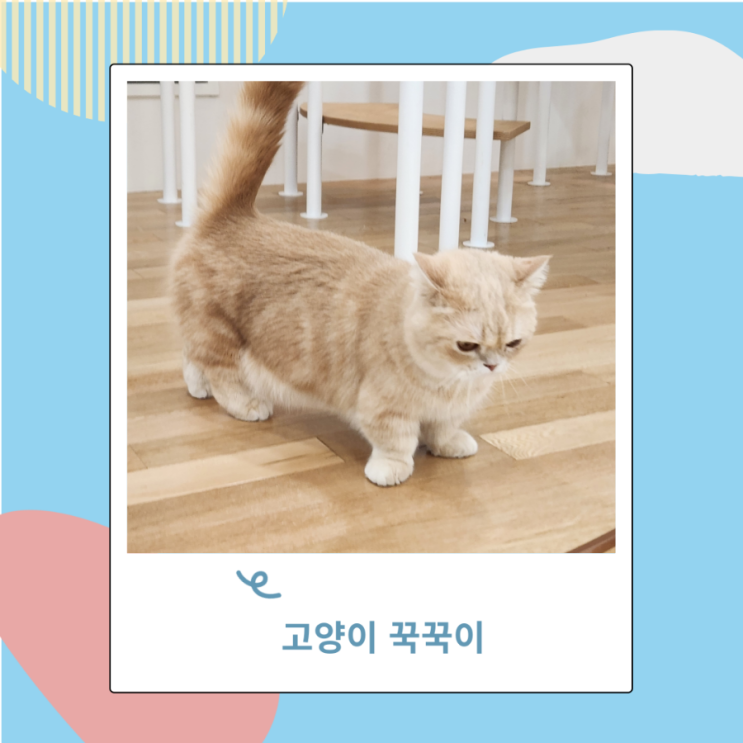 고양이 꾹꾹이 쭙쭙이 이유 이불 물고 하는 행동 왜 그럴까? 고양이 꾹꾹이 쭙쭙이 이유 이불 물고 하는 행동 왜 그럴까?