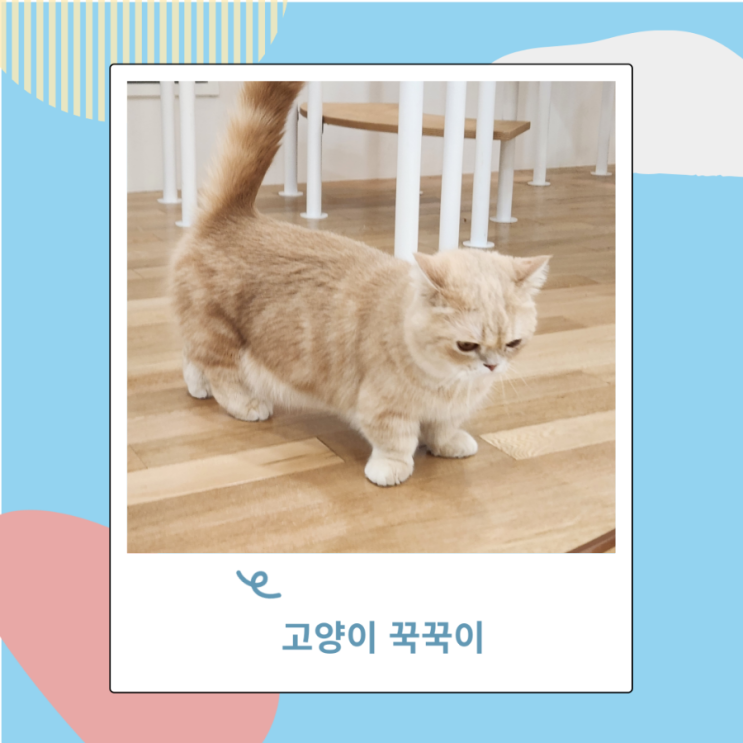 고양이 꾹꾹이 쭙쭙이 이유  이불 물고 하는 행동 왜 그럴까?